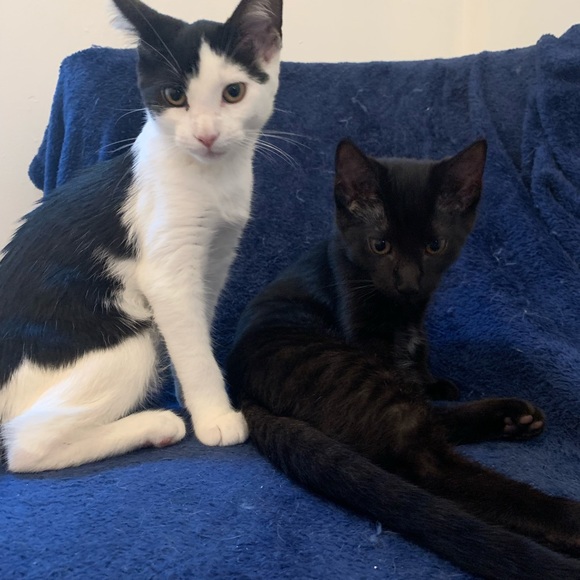 Meet your Posher, Rachel - Picture 6 of 6